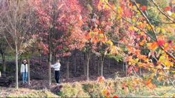 紅葉染初冬 眉山東坡“顏值天花板”上線