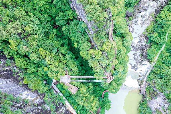 從一棵樹探尋秀美巴中生態密碼_fororder_圖片-1