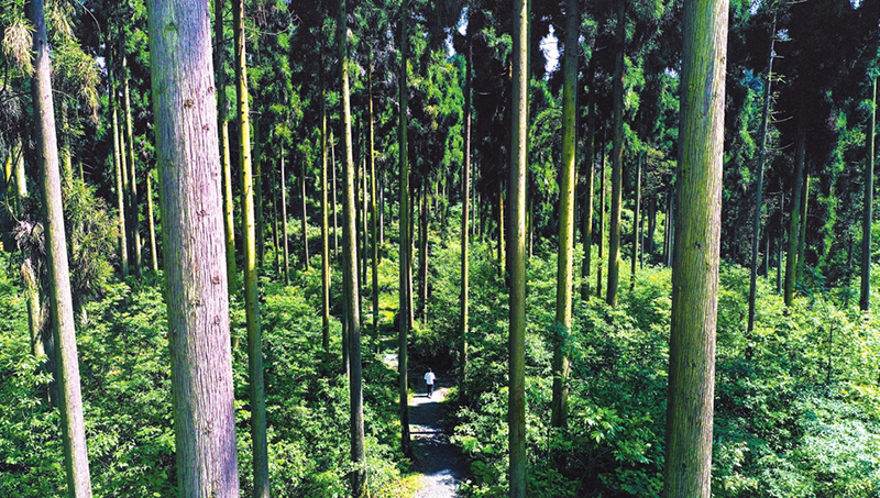 （轉載）探尋森林裏的“碳庫”寶藏 ——四川“天府森林碳庫”的建設之路_fororder_洪雅縣國有林場玉屏山景區大徑級柳。-省林草局供圖