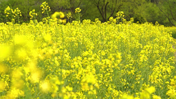 簡陽：賞花活動盛景背後的經濟新引擎