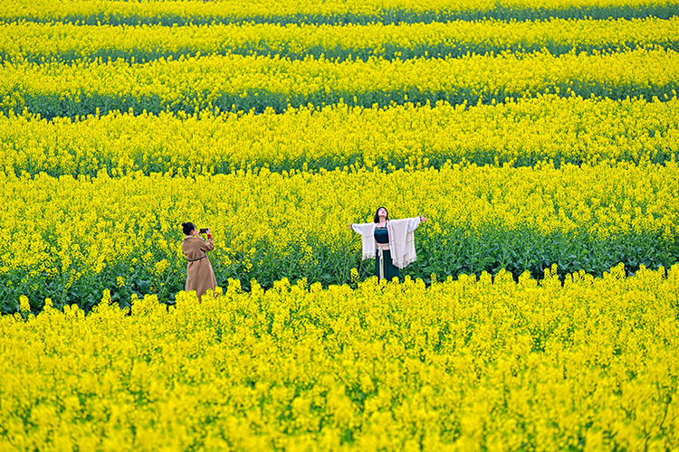 眉山仁壽：油菜花開  扮靚鄉村_fororder_圖7