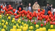 又到春花爛漫時｜10萬株鬱金香“上線” 到重慶動物園享春光