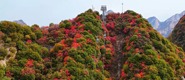 【Charming陜西】紅葉如霞染華山