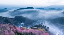 安徽黃山：鶯鳴一兩囀，花樹數重開