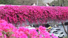 春日廣州，天橋變身 “空中花廊”