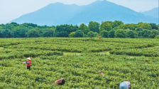 福州閩侯：把夏天“泡”進茉莉花香氣裏