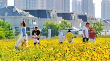 大連：盛夏花開遊人醉
