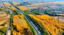 飄在“高速路”上的秋，忒美了吧！
