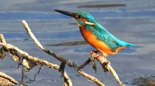 朝陽：翠鳥舞動大淩河