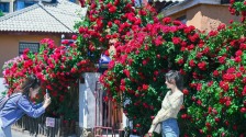 大連：老街小巷，藏不住的“花”樣浪漫