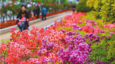 丹東：杜鵑花開