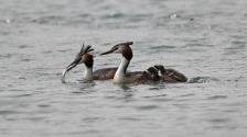 瀋陽丁香湖：鳳頭鸊鷉育雛忙