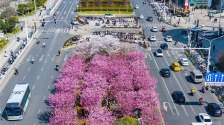 武漢光谷珞喻路景觀廊化身櫻花大道