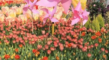 3萬株鬱金香春節盛放武漢中山公園