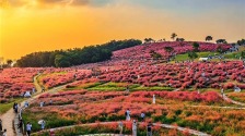 武漢光谷二妃山網紅粉黛上線