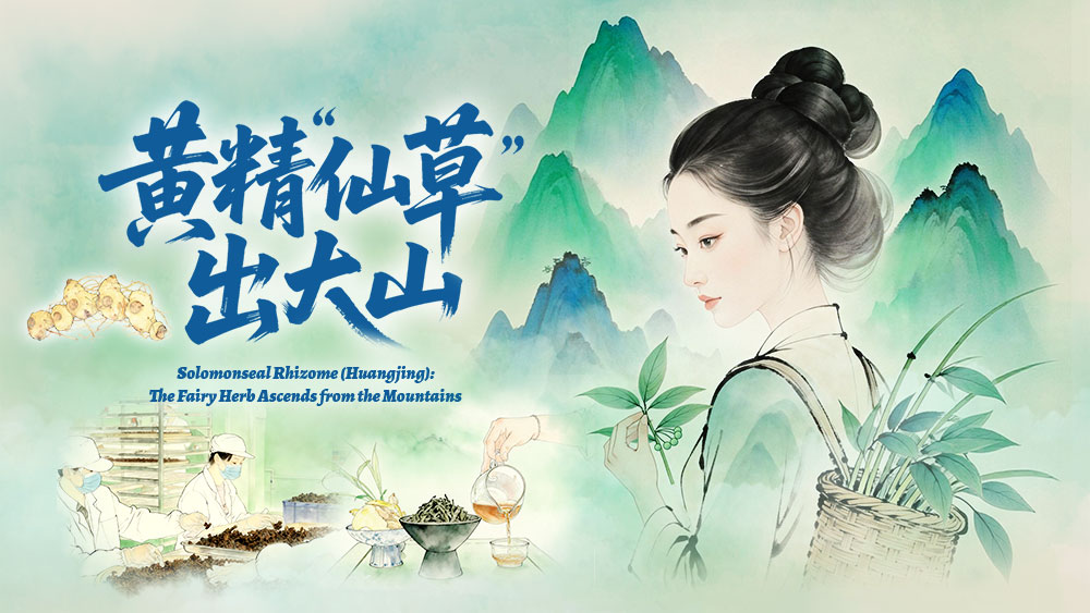 Oh My County ! 不可“縣”量 | 黃精“仙草”出大山_fororder_中首焦點圖-1000x563(1)