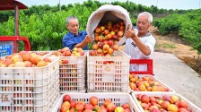 眉山仁壽油桃喜獲豐收_fororder_1