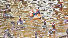 兆麟公園鴛鴦即將南飛_fororder_微信圖片_2025-10-11_095340_285