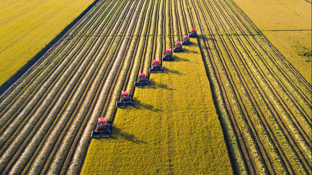 秋糧收穫接近尾聲 各地搶抓時機保豐收_fororder_1761824624878_922