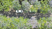 藍花楹盛放 街頭邂逅藍紫色浪漫_fororder_1