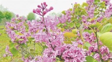 彩繪丁香：花海映照一座城_fororder_725556f15c8e4831b485844ac7ab3d3f.768x576.750x2147483647