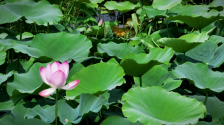 長安這片荷花海美到窒息 隨手一拍就是大片_fororder_微信圖片_20250625102827