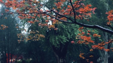 細雨如絲，濟南百花公園秋意朦朧_fororder_a888897a5fe1426089e5d084e1bbcd29.700x467