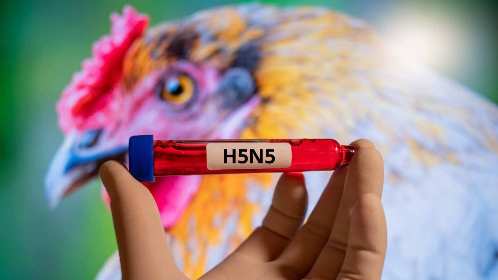 深觀察 | 美國報告H5N5型禽流感致人死亡病例 有關禽流感你想知道的在這裡_fororder_美國報告H5N5型禽流感致人死亡病例