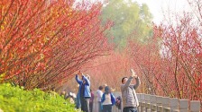 重慶：紅梅提前開 市民打卡忙