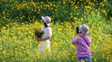 重慶：金雞菊綻放扮靚初夏