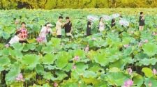 重慶墊江：千畝花海帶動農旅融合