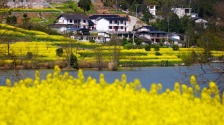 重慶：暢遊油菜花海 樂享美好春光