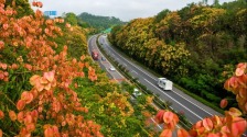 重慶南川：欒花開 高速美