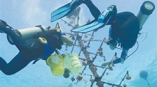 海南三沙成功種植珊瑚苗10萬株