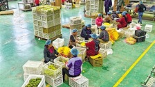全國最大規模獼猴桃開採儀式在武功縣舉辦 全球每4個獼猴桃就有1個來自陜西