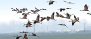 黃河濕地群鳥飛