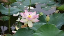 碧葉連天粉荷俏 桃花潭畔夏意濃