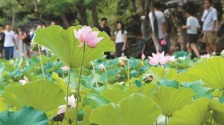 雨後荷花 分外嬌