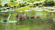 151種鳥類安家西安浐灞國家濕地公園 11年守護築就“鳥類天堂”