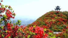 貴州丹寨：萬畝杜鵑花海引客來