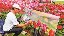 河南南陽：月季清芬動五洲
