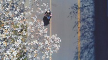 長治市潞州區石頭街：玉蘭花如期綻放