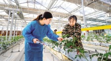 智慧農業春意濃