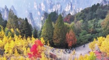 張家界斑斕秋色引客來