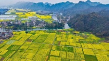 湖南通道：繪就金色春景
