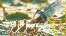 盛夏洞庭鳥語歡