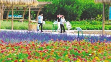 感受城市裏的田園風光