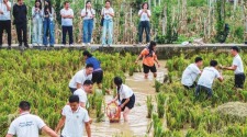 圖片默認標題