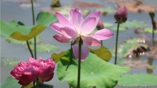 江蘇淮安：夏日荷塘 花開滿池