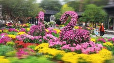 揚州：人觀景 菊爭艷